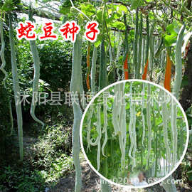 蛇豆蛇瓜种子 特色大蛇瓜果种子 蔬菜种子春夏 蛇豆种子爬藤庭院