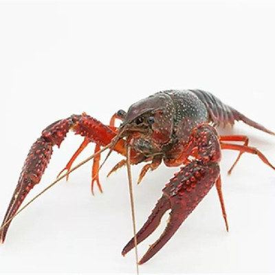 小龙虾鲜活567钱红壳虾湖北清水小龙虾洪湖潜江大虾白鳃饱满干净|ms