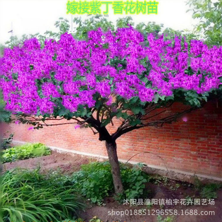 Сирень саженец двор посадка четыре сезона цветения растений Южный балкон Крытый прививки Сирень небольшие горшечные саженцы