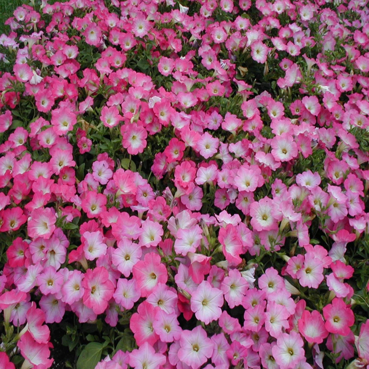 [Садоводство дракона] Цветочные альпинистские семена петунии Мультицветочные цветы петунии могут быть вьющиеся растения в горшке