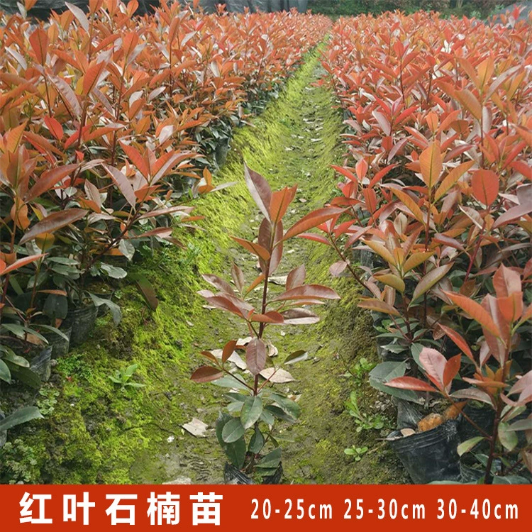 Photinia fraseri 16 чашек мешок для рассады рассада кислота Photinia fraseri Пламя Красный проект озеленение рассады цветов и деревьев почвопокровные растения