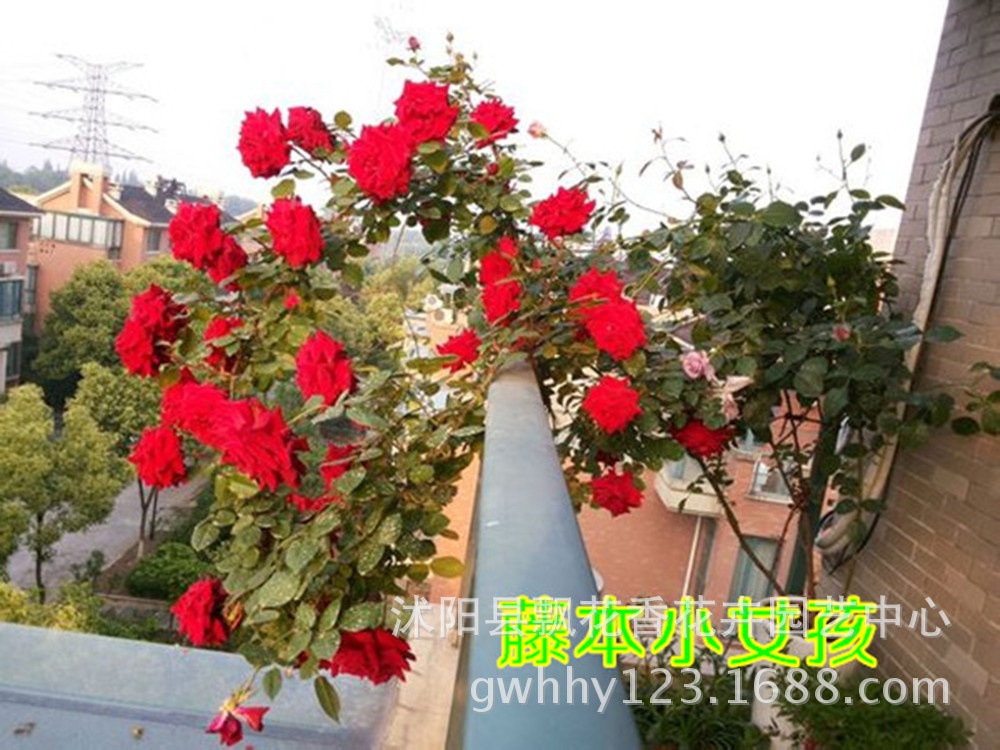 Garden plants Fujimoto little girl Spend more Climbing roses Flower seedlings 3 years Branch Rare species