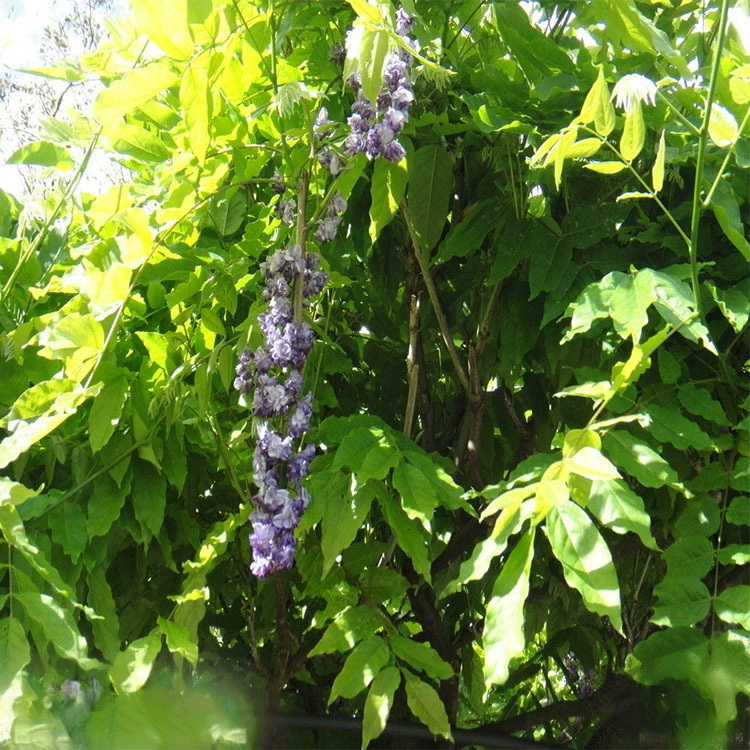 Оптовый проект озеленения цветы и деревья глицинии дерево вьющиеся виноградные растения взбирающиеся стены озеленение садовых растений