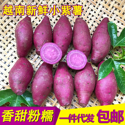越南小紫薯 新鲜番薯红薯香薯地瓜 非红薯5斤装包邮一件代发