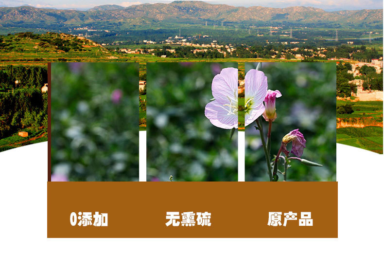 Yue Jian Cao (Oenothera biennis) — Dried Evening Primrose Herb, Food-Use Botanical quality and texture