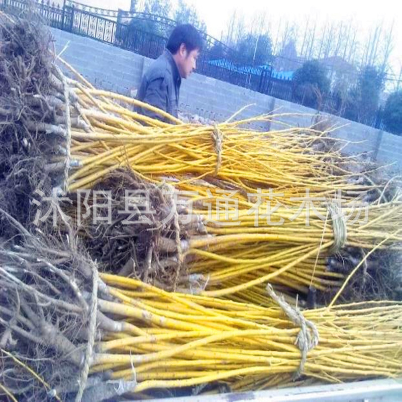 黄金槐苗 根系好 金枝黄槐小苗 规格齐全 彩色树种 金枝