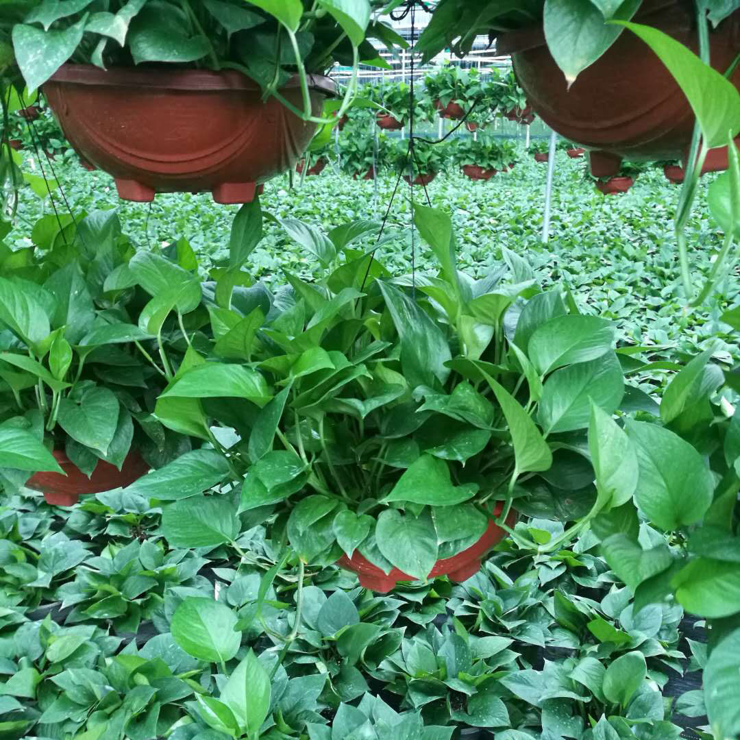 微信图片_20180514090201