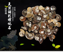 天然带纹斑彩螺化石菊石玉化螺单个计价