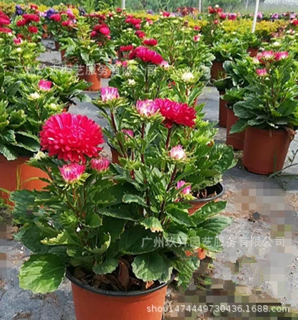 Астра Цветочные Растения Маленький Домашний Двор В Горшке Четыре Сезона Цветущие Цветы