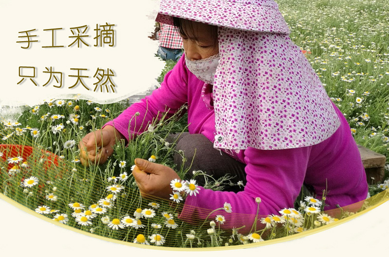 Supply Xinjiang Roman chamomile pure Dew, chamomile flower water 500ml distilled flower water are saturated pure Dew detail image 7