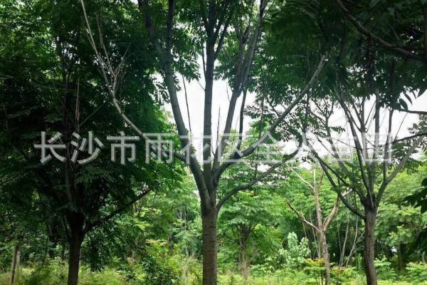 mmexport1531177176738