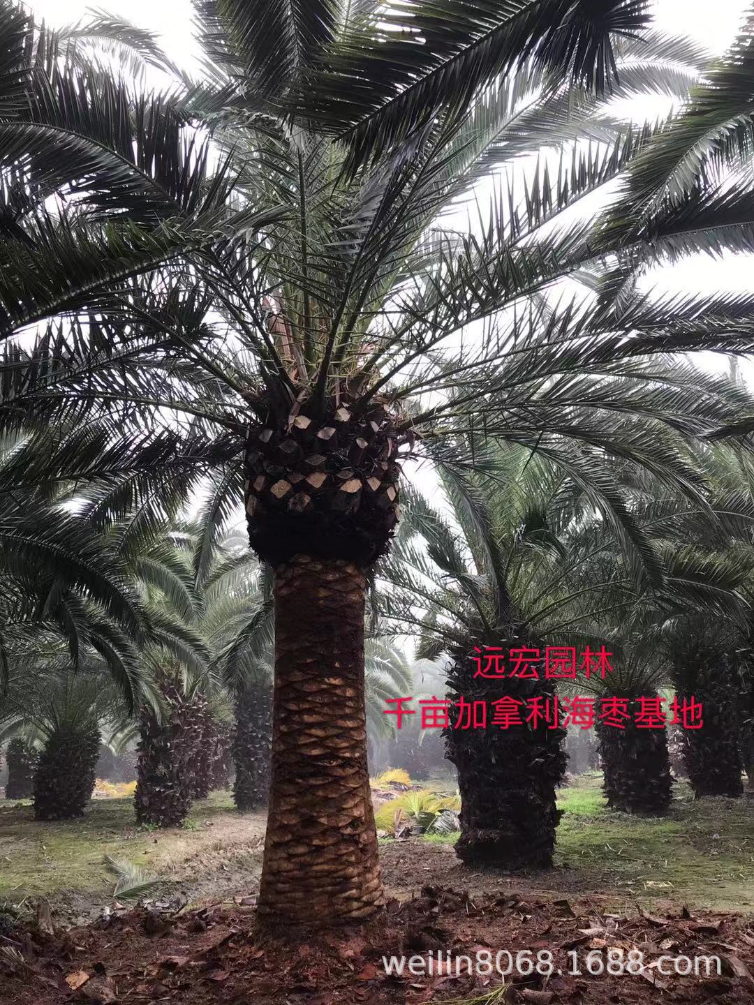 精品加拿利海枣