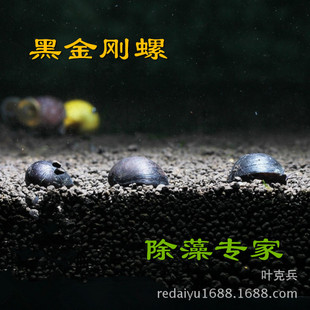 �Ꭷ���^�p�ݲݸ׳�����܊ñ�ݺڽ����ݻ��w����