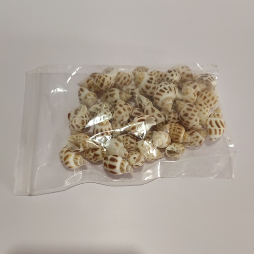 贝壳海螺 果冻蜡海洋世界配件 DIY材料 小海螺 东风螺 50克
