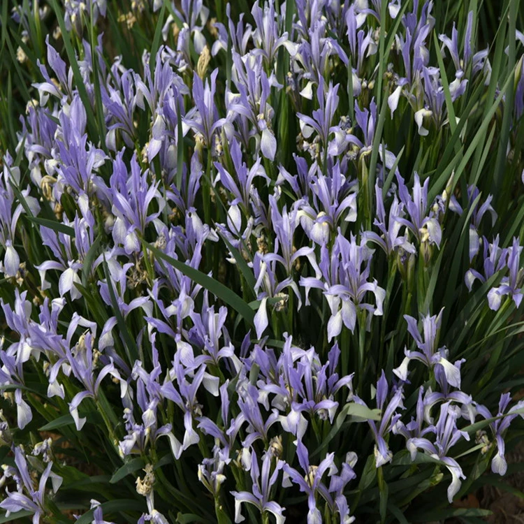 Малановые цветочные семена термостойкие холодные тени Цветочные травы Семена водной бабочки Орхидея Four Seasons посев большое количество скидка