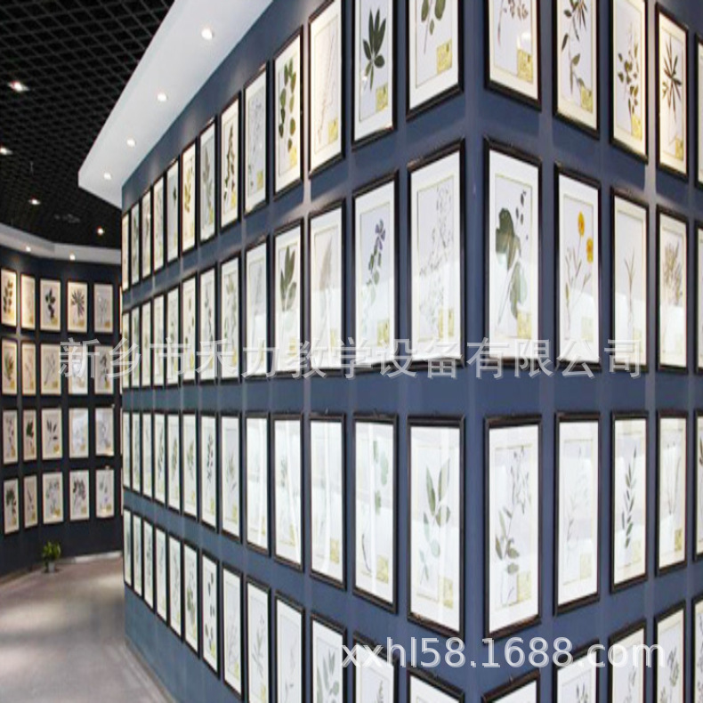 腊叶标本展示