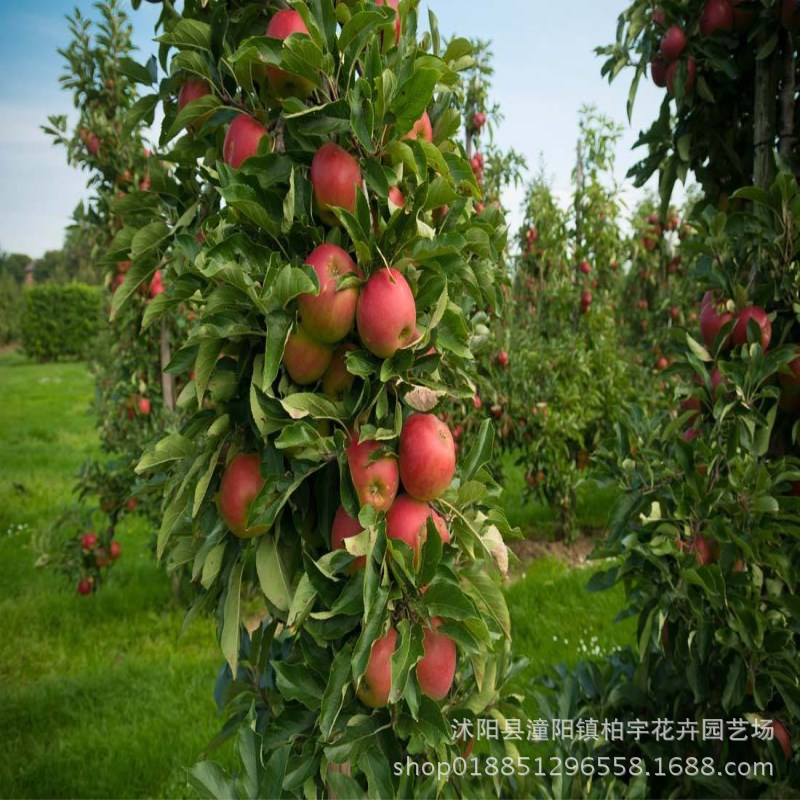 苹果种子山樱杜梨樱桃棠梨山丁子甜茶木瓜海棠樱花枳壳枸橘梨树种