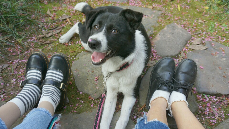 我们应该怎么训练狗狗进行名字回应呢 阿里头条