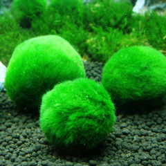 Green algae balls wholesale 3-4cm ornamental real aquatic plants live fish tank aquarium landscaping decoration small seaweed balls