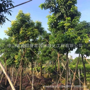 ����ֱ�N ���ϼt�� ���t�� ���ϲ˶� �G�� �˶��� �е���G����r