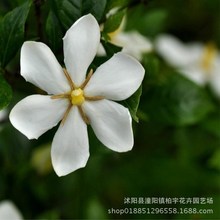 栀子花种子 花香浓郁四季长青 牡丹栀子花种子 盆栽易种花卉绿植