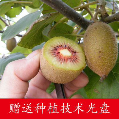 Red Kiwi Sapling Grafted fruit tree seedlings Jin Yan Kiwi Singularity Guomiao Hongyang Kiwi wholesale