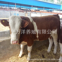 四川养殖肉牛的多吗  小牛犊养殖出售  品种肉牛价格