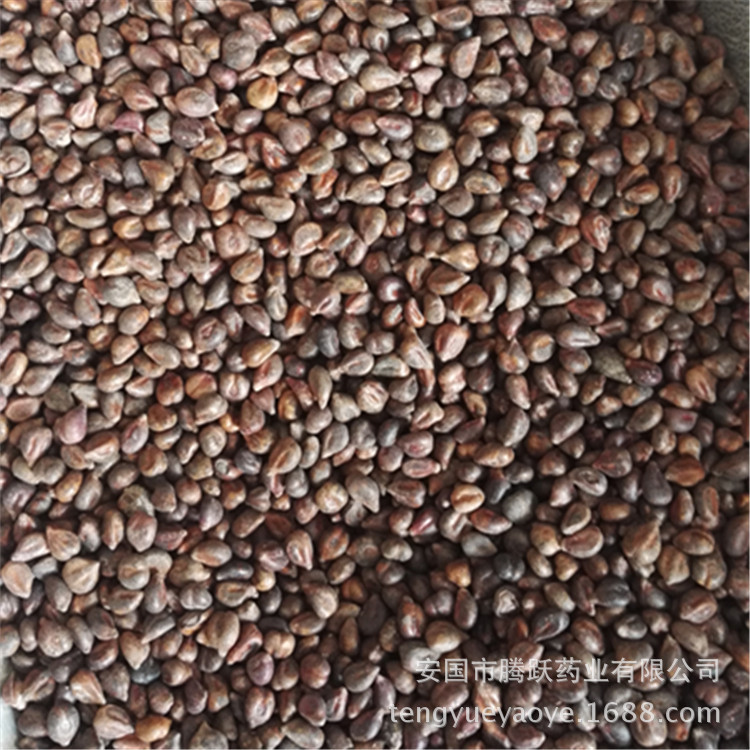 Dried Grape Seeds Pu Tao Zi Whole Seeds Raw Herb from Xinjiang for Decoction and Culinary Use key features