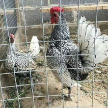 白桂鸡价格 黑银鸡图片 红元宝鸡种蛋 珍珠鸡 五黑鸡 七彩山鸡