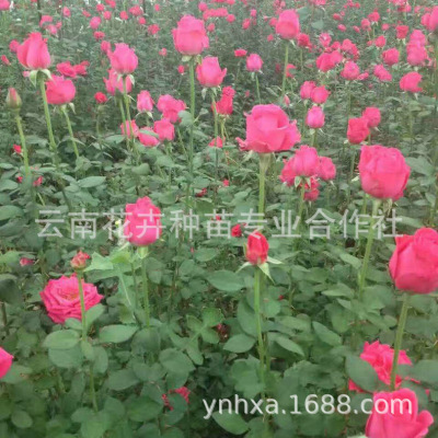 基地批发丰花月季 丰花月季苗 月季批发 规格齐全成苗基地批发|ms