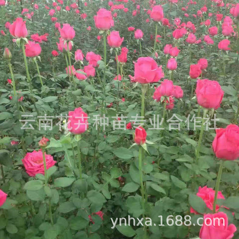 基地批发丰花月季 丰花月季苗 月季批发 规格齐全成苗基地批发|ms