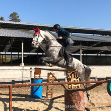 马玉林 马玉林品牌 图片 价格 马玉林批发 阿里巴巴