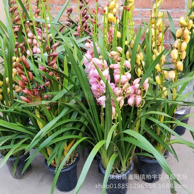 Cymbidium Potted plant Orchid seedlings Lunar New Year Flower Four seasons Green plant balcony a living room Bud Deliver goods