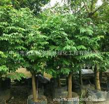 ����ֱ�N ���� ��֦ ���� �SƤ�� ���� ���� â�� ���� �G����r