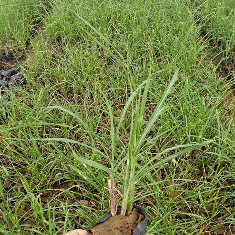 Мелколистное основание манго многолетние травянистые растения декоративные травы простота обслуживания садовый ландшафт спецификации завершены