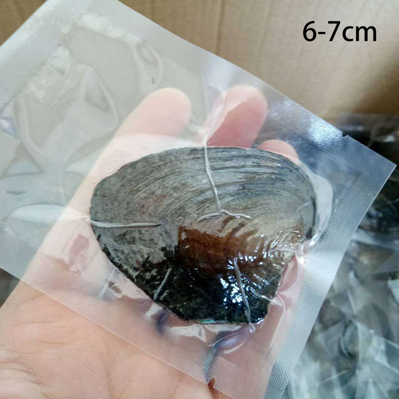 (W)(中性)淡水真空包装牡蛎 码数->6-7mm（颜色0-