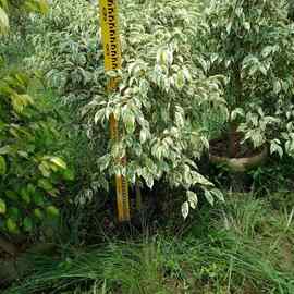 基地直销 垂榕 金叶垂榕 花叶垂榕 星光榕 多规格 绿化苗木报价