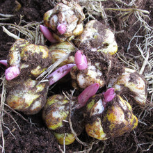 百合种球批发多头香水百合土培水培带芽多肉植物食用宿根盆栽花卉