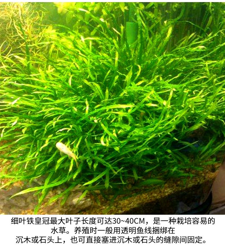 细叶铁皇冠水草真水草活体批发水族装饰观赏水草好养淡水植物批发 阿里巴巴