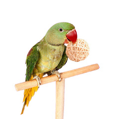 Bird toy parrot/foot grab toy Wood color/white Parrot rattan ball rattan ball gnawing and killing time