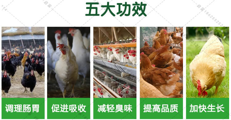 养鸡益生菌