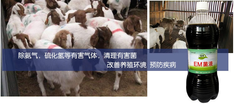 羊圈除臭专用益生菌