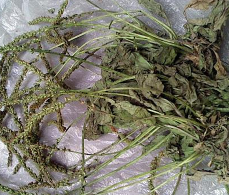Whole Plantain Herb (Plantago asiatica) — Dried Whole Che Qian Cao, Food Herb for Tea & Soup quality and texture