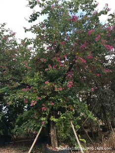 ����ֱ�N �m�����G �m������� �t�����G ����� ��Ҏ�� �G����r