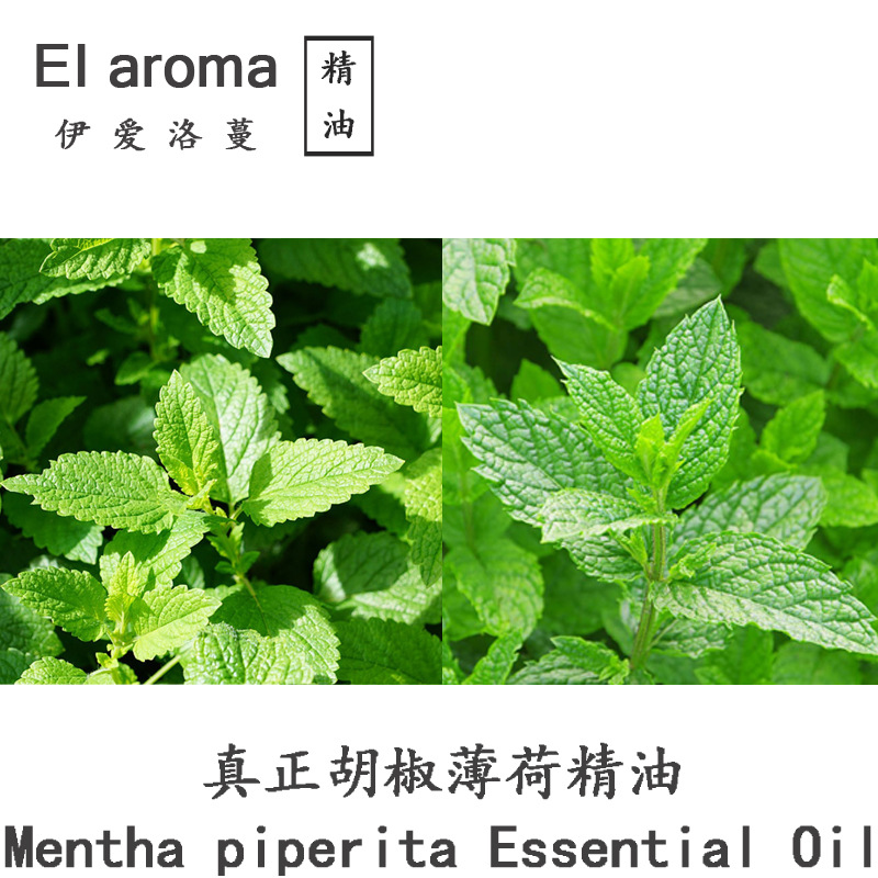 真正胡椒薄荷精油 Piperita mentha 欧薄荷 辣薄荷单方10ML起订