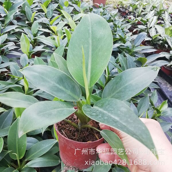 Base Wholesale Office 90# Green Princess Gold Diamond Philodendron…