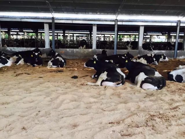 怎么维护养牛发酵床能让发酵床使用寿命增加