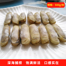 【海蚬】_海蚬品牌/图片/价格_海蚬批发_阿里巴巴