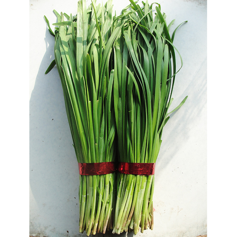 wholesale Shouguang an only son Chives seed A large area plant Vegetables seed Bag 150g