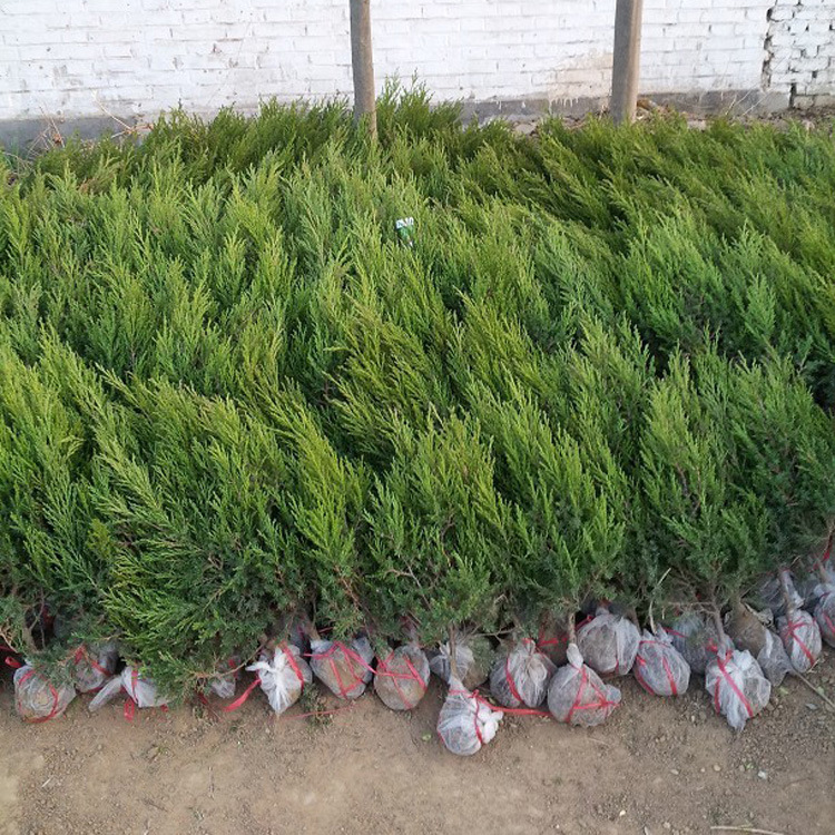 2116455884_1757106910